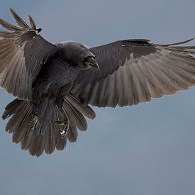 Common Raven in flight by Beschermingswerk voor aan uw muur