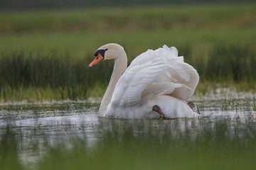 Schwan von Anton Kloof