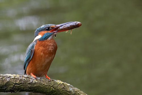 ijsvogel met mega vis