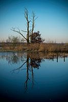 Dead Tree