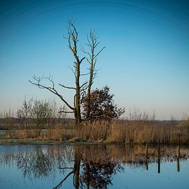 L'arbre mort sur Gerard van der Wal