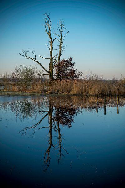 Dead Tree by Gerard van der Wal