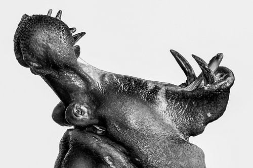 Ouvrir grand sur WildPhotoArt