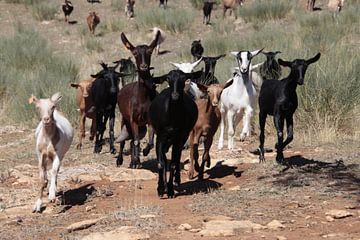 Happy goats van Jan Katuin