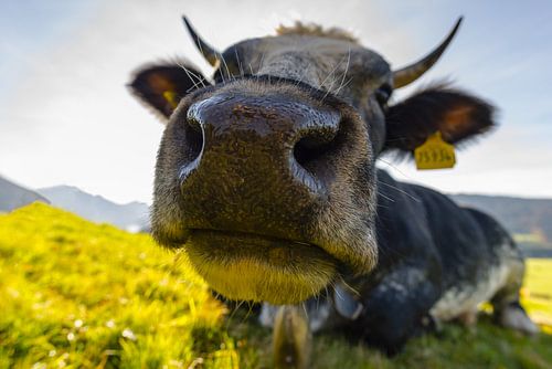 Cow in Allgäu
