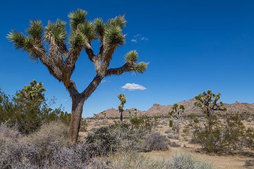 Joshua tree National Park