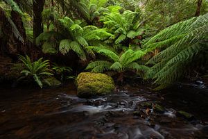 Mystérieuse forêt de fougères au cœur de la Tasmanie