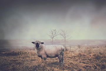 Schafe in der trockenen Heide von Elianne van Turennout