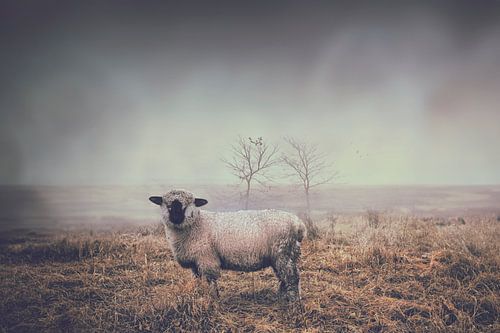 Serene Schaap op Winterse Heide - Natuurfoto voor Rustgevend Interieur