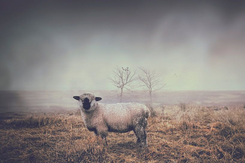 Serene Sheep on Winter Heath - Nature photo for Restful Interior by Elianne van Turennout