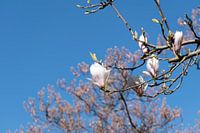 Blossomed tree