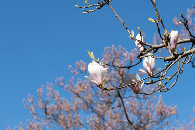 Blossomed tree by Wesley Hendriks