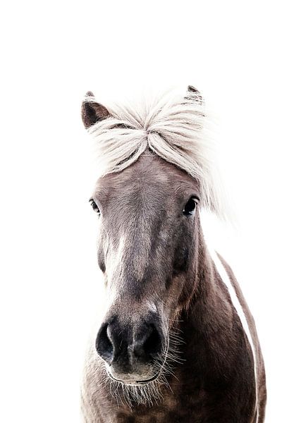 Iceland Horse Lucy by Monika Strigel