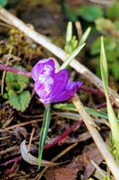 Paarse Bloem
