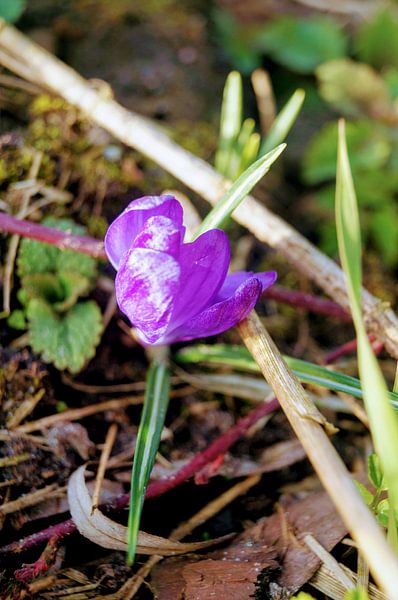 Paarse Bloem par Esther Tonnaer