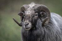 Moutons à cornes en hiver en couleur