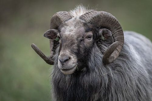 Schaap met prachtige gekrulde horens in de winter in kleur