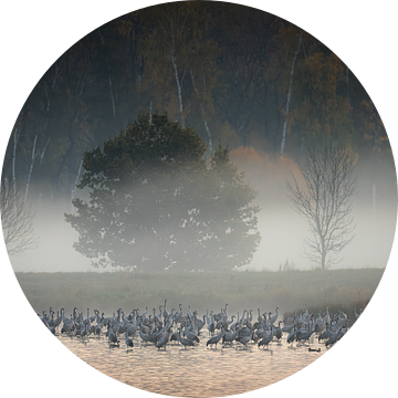 Kraanvogels in de ochtendnevel