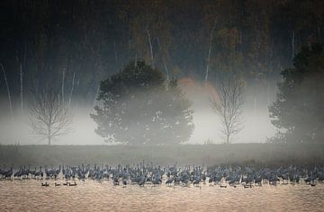 Kraanvogels in de ochtendnevel van Olaf Karwisch
