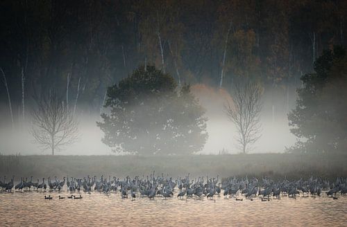 Kraniche im Morgendunst