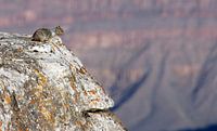 Een eekhoorn kijkt over de Grand Canyon.