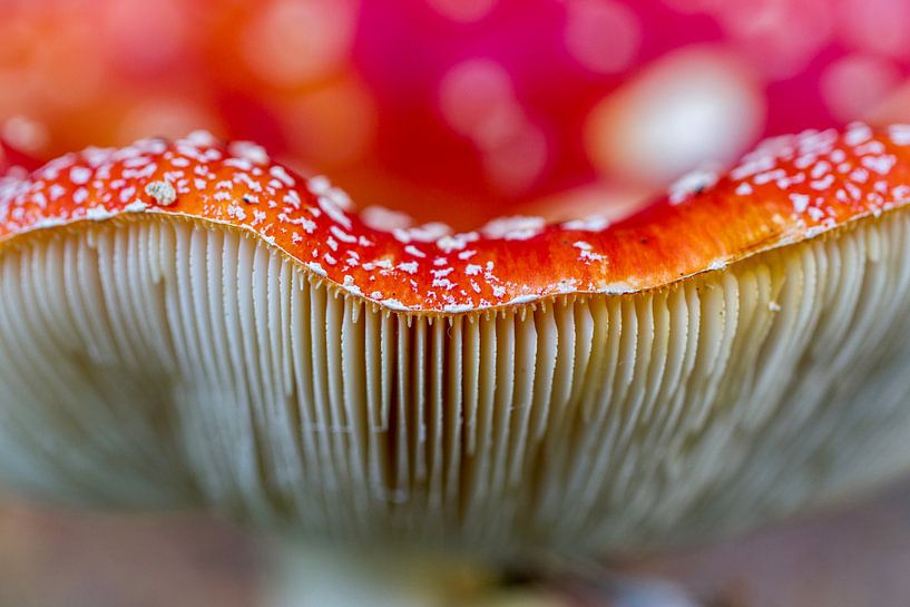 Close up Vliegenzwam van Mario Brussé Fotografie