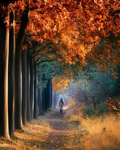 A walk in the forest by Niels Tichelaar