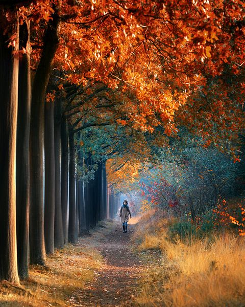 Ein Spaziergang im Wald von Niels Tichelaar