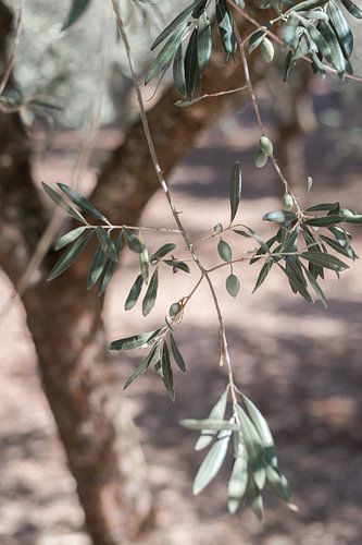 Mediterrane vakantiegevoel