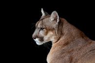 Poema of Puma, (Puma concolor), katachtige. van Gert Hilbink thumbnail