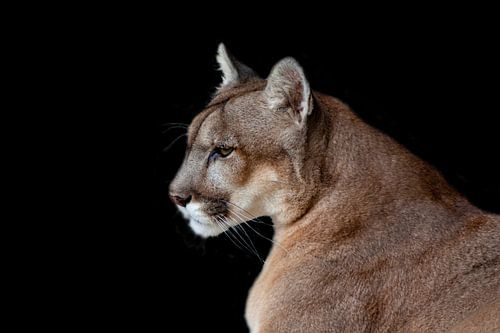 Poema of Puma, (Puma concolor), katachtige.