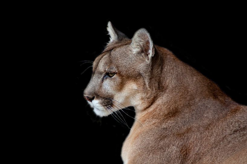 Poema of Puma, (Puma concolor), katachtige. van Gert Hilbink