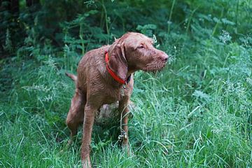 Magyar Vizslaim Gras bei der Erledigung des Geschäftes