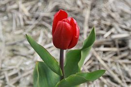 De eenzame rode tulp von Fotografie Fryslân