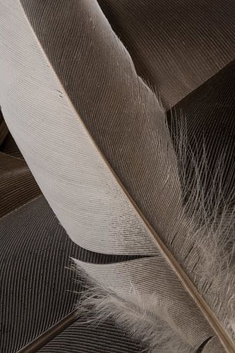 Een lijnenspel van veren in grijs - bruintinten