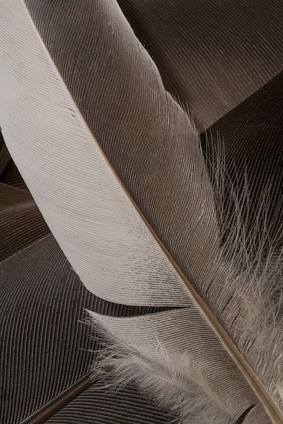 A line pattern of feathers in shades of grey - brown by Marjolijn van den Berg