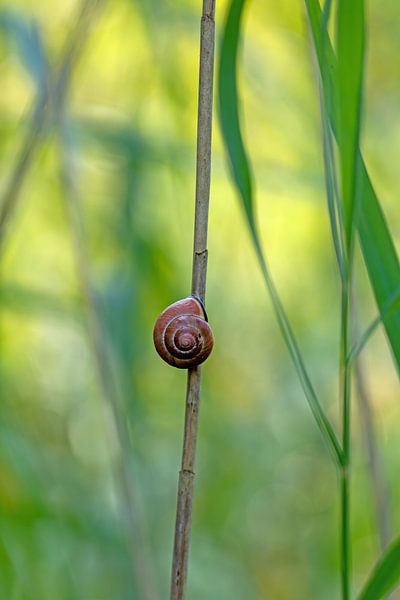 Snail shell on the reed stalk by Hans-Jürgen Janda