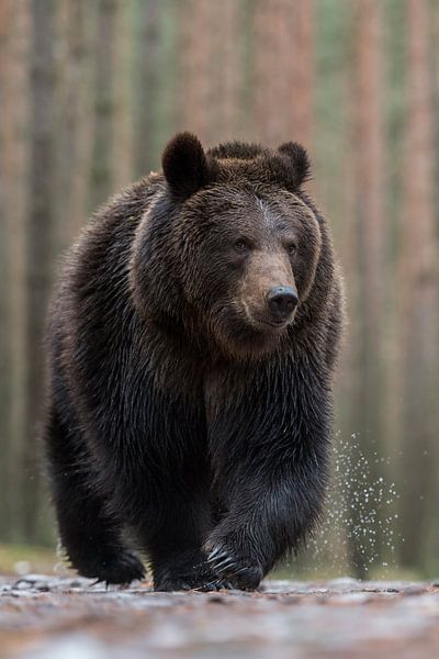 kritische blikken... Europese bruine beer *Ursus arctos* van wunderbare Erde