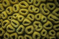 Hard corals, Marsa Alam, Egypt