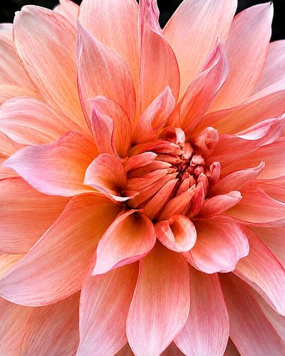 The Whisper of the Dahlia