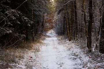 Schnee in niederländischen Wäldern von Bopper Balten