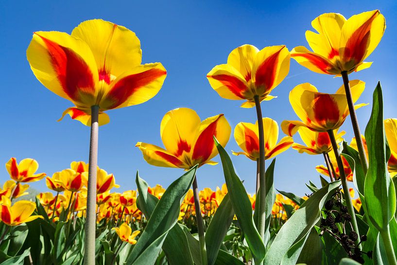 Bulb field by Patty Elferink