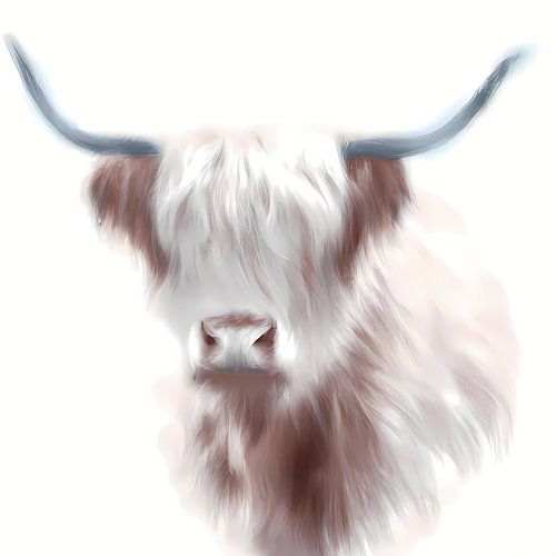 Minimalistisch portret van een Schotse Hooglander witte achtergrond
