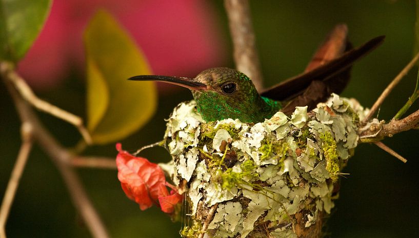 Kolibrie op nest van Ruud Lobbes