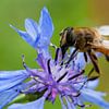 Hoverfly on purple flower by Evelyne Renske