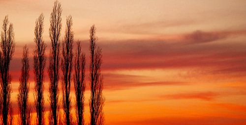 Bomen in het avondrood