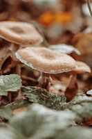 paddestoelen