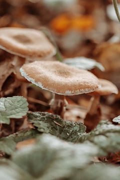 champignons sur marloes voogsgeerd