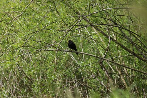 Merel in het bos