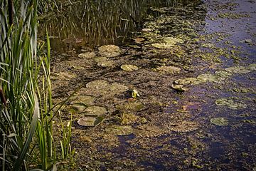 Waterlelies van Rob Boon